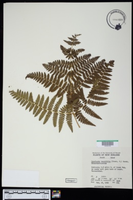 Image of Hypolepis tenuifolia