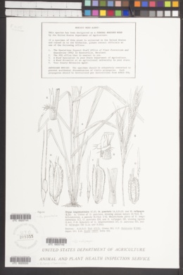 Oryza rufipogon image