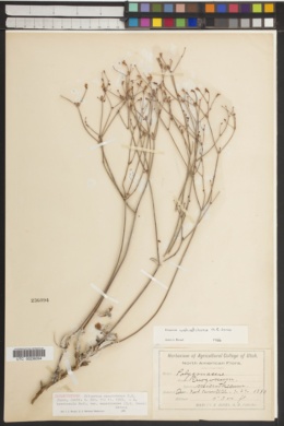 Eriogonum wasatchense image