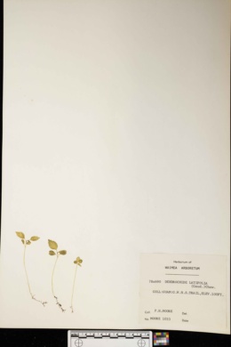 Dendrocnide latifolia image