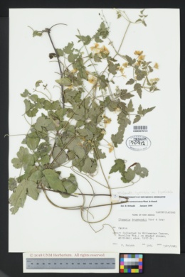 Image of Clematis neomexicana