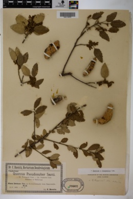 Quercus hispanica image