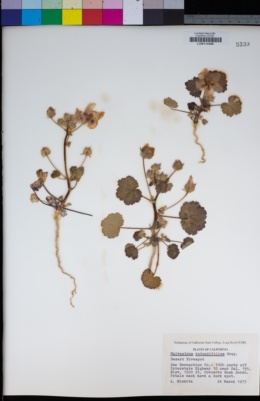 Eremalche rotundifolia image