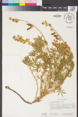Lupinus andersonii image