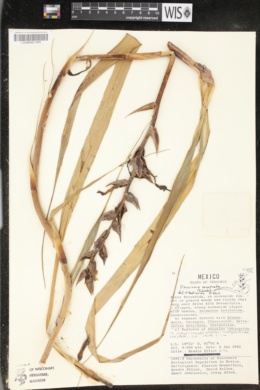 Pitcairnia recurvata image