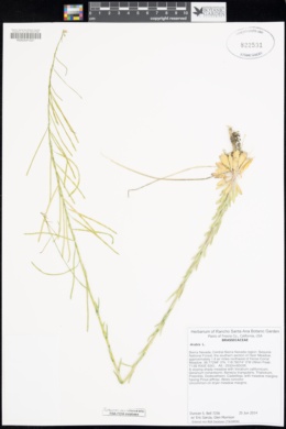 Image of Boechera tularensis