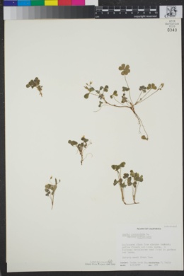 Oxalis corniculata subsp. corniculata image