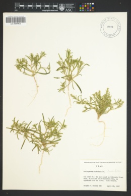 Image of Corispermum hyssopifolium