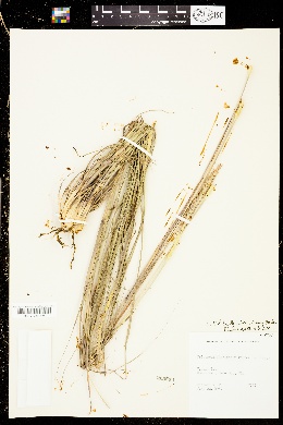 Tripsacum floridanum image