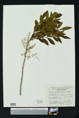 Image of Fraxinus schiedeana
