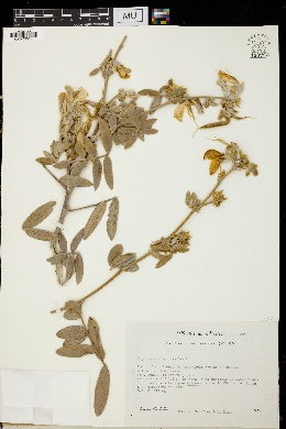 Tephrosia abbottiae image
