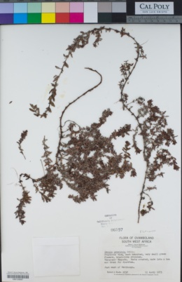Image of Bergia pentheriana