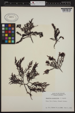 Sarcothalia marginifera image