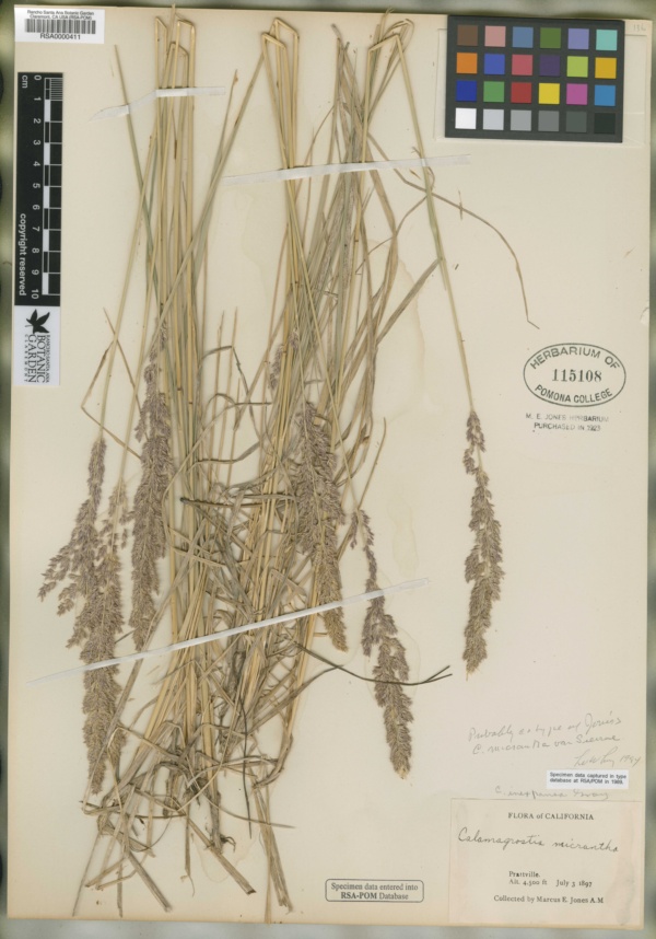 Calamagrostis micrantha image