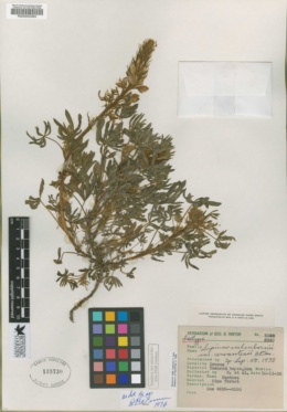 Image of Lupinus aschenbornii