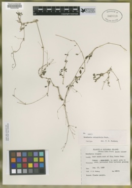Image of Boerhavia crispifolia