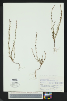 Polygonum douglasii subsp. johnstonii image