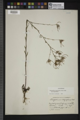 Thelypodium integrifolium subsp. integrifolium image