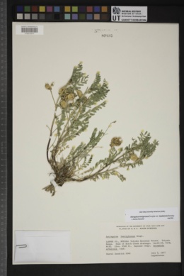 Astragalus lentiginosus var. toyabensis image