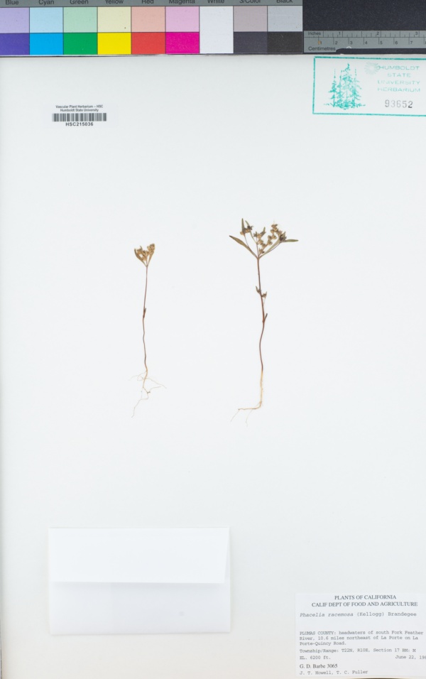 Phacelia racemosa image