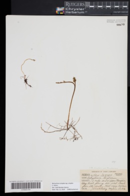 Botrychium simplex subsp. simplex image