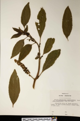 Phytolacca sandwicensis image