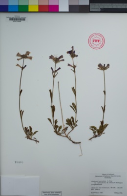 Penstemon heterodoxus var. cephalophorus image