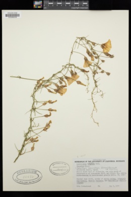 Calystegia macrostegia subsp. tenuifolia image