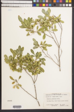 Image of Helietta parvifolia