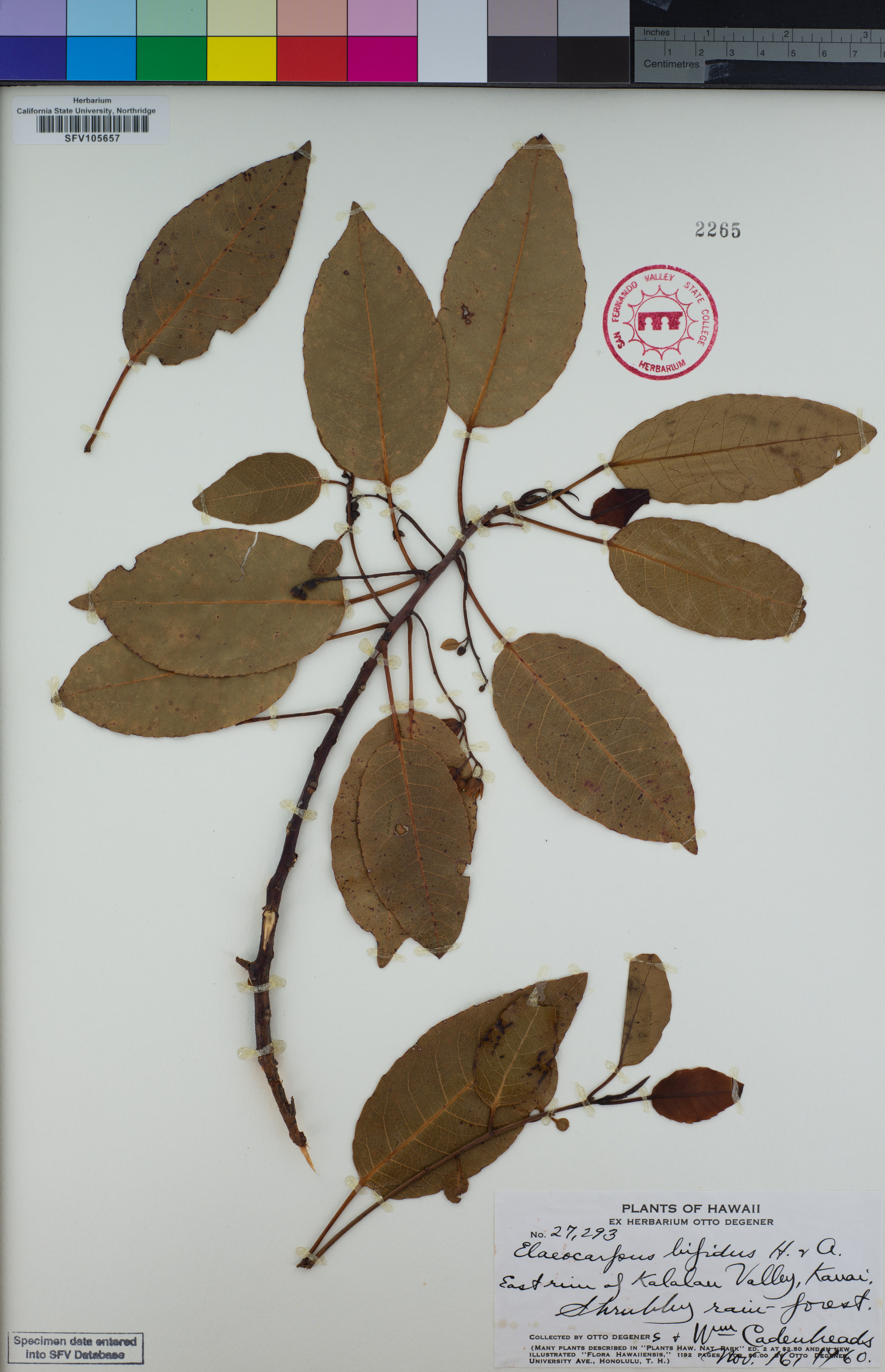 Image of Elaeocarpus bifidus