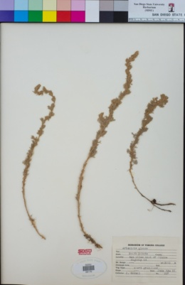 Image of Artemisia glauca