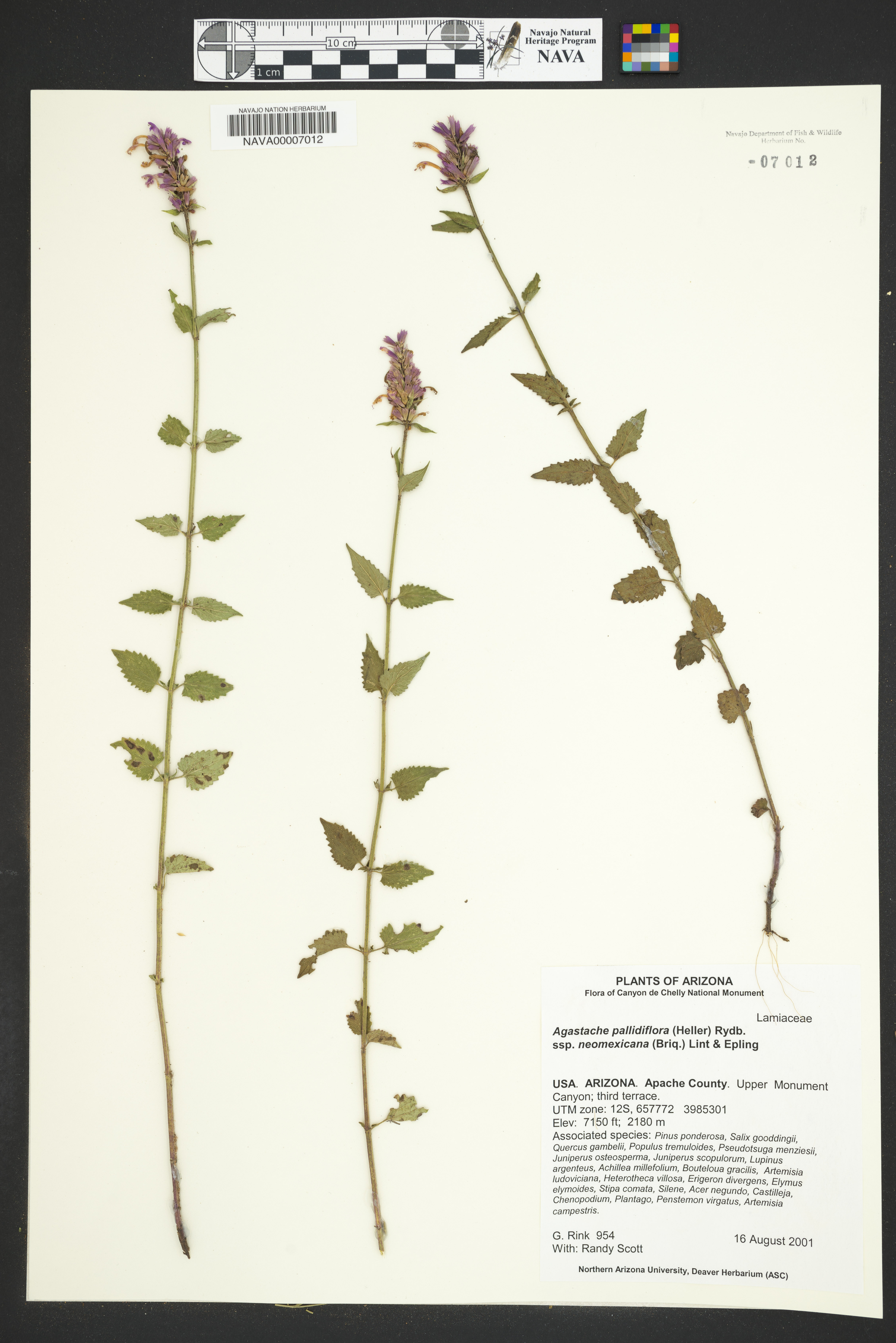Agastache pallidiflora subsp. neomexicana image