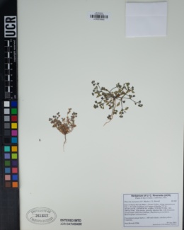 Image of Phacelia inyoensis