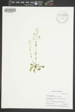 Noccaea fendleri subsp. fendleri image