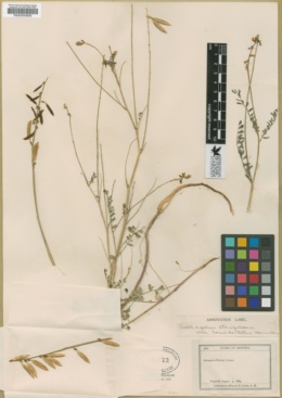 Astragalus guatemalensis var. brevidentatus image