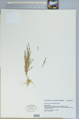 Image of Salicornia maritima