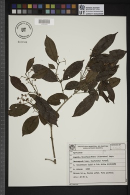 Eugenia ternatifolia image