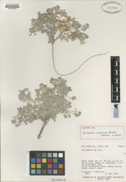 Astragalus alvordensis image