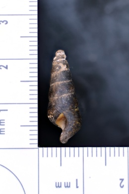 Pleurocera pyrenella image