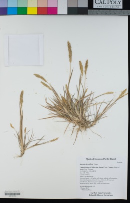 Image of Agrostis densiflora