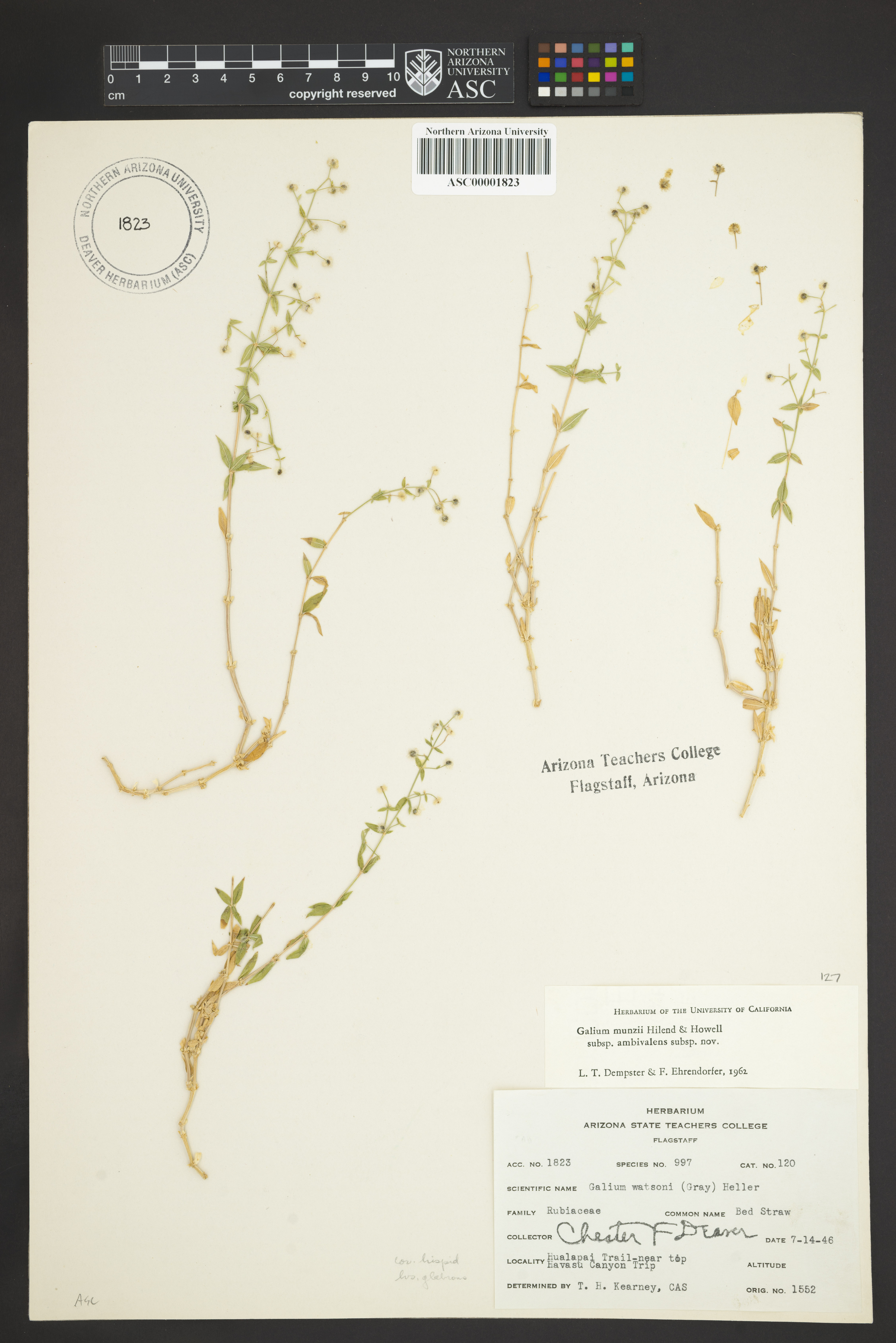 Galium munzii subsp. ambivalens image