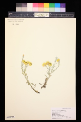Image of Helichrysum argyrophyllum