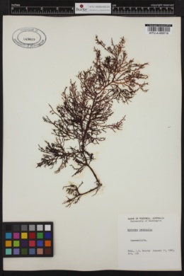 Mychodea carnosa image