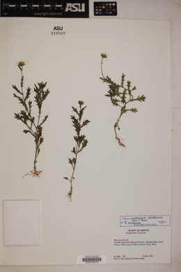 Image of Leucanthemum paludosum