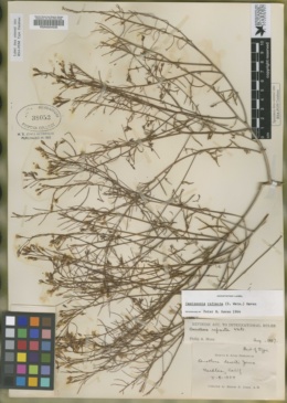 Oenothera deserti image