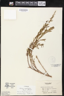 Heimia myrtifolia image