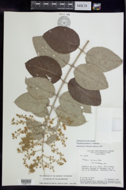 Thryallis parviflora image