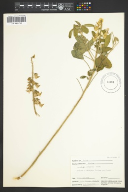 Image of Crotalaria eriocarpa