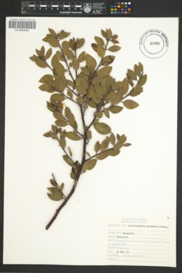Image of Arctostaphylos glandulosa