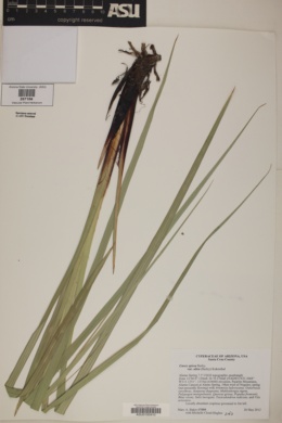 Carex ultra image